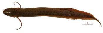 Media type: image;   Ichthyology 171791 Aspect: lateral,description